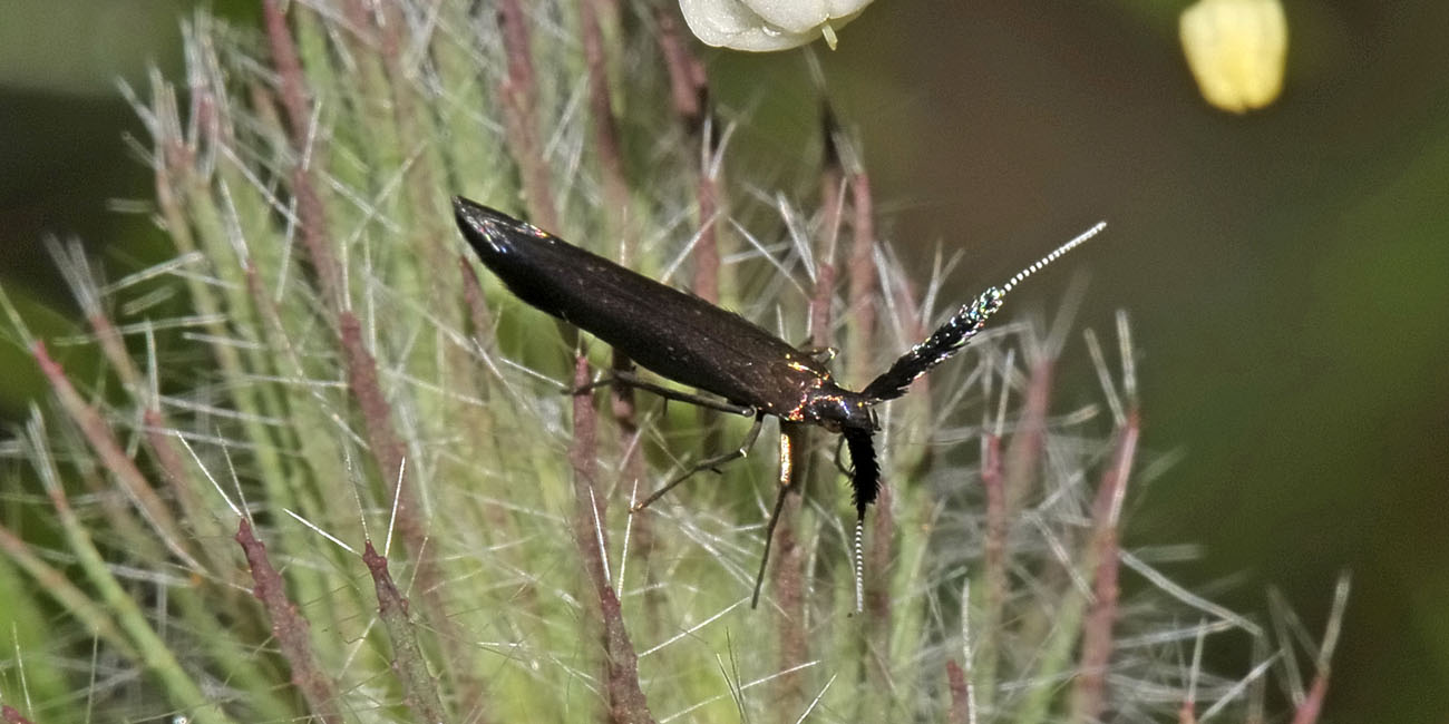 Coleophora sp.